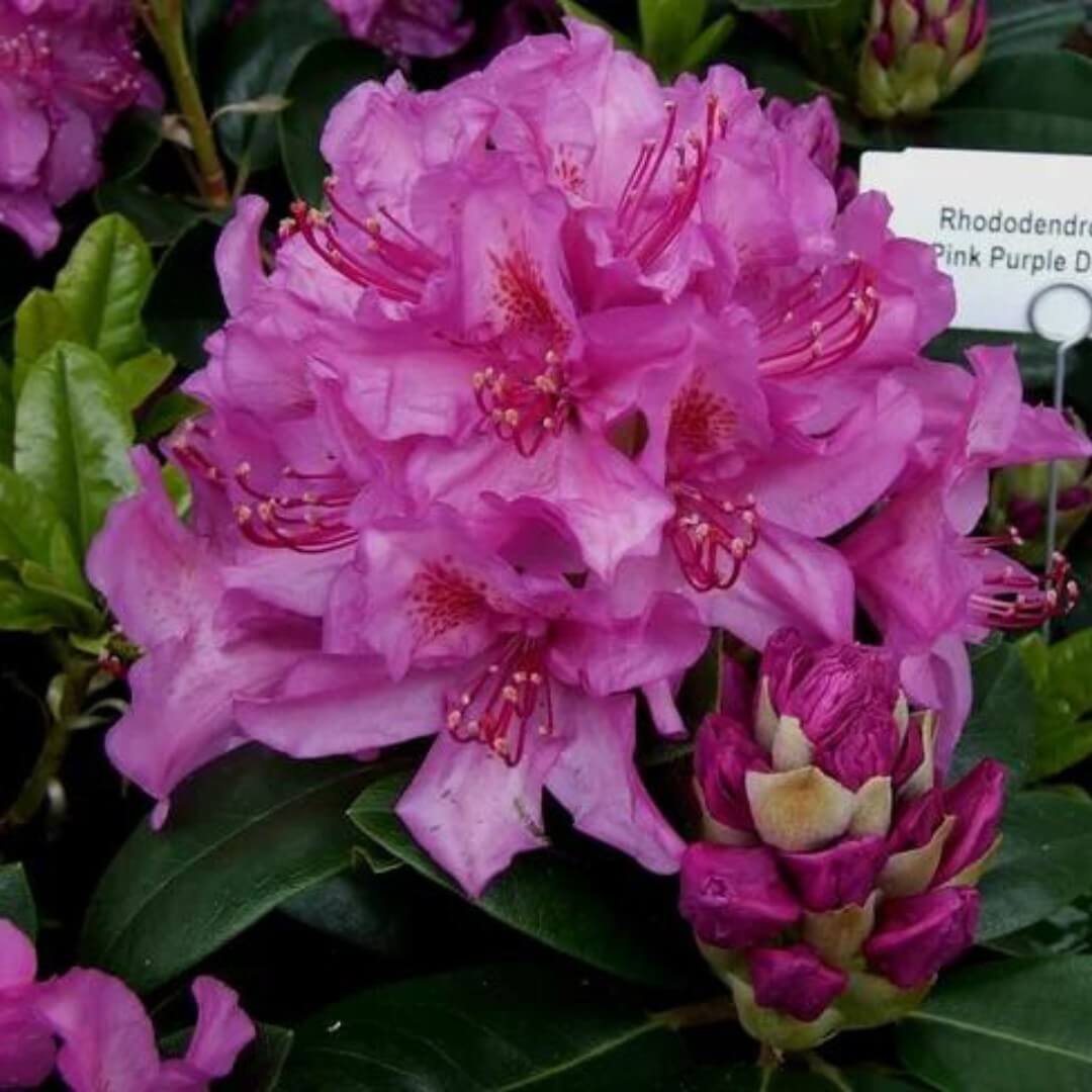 Rhododendron Pink Purple Dream