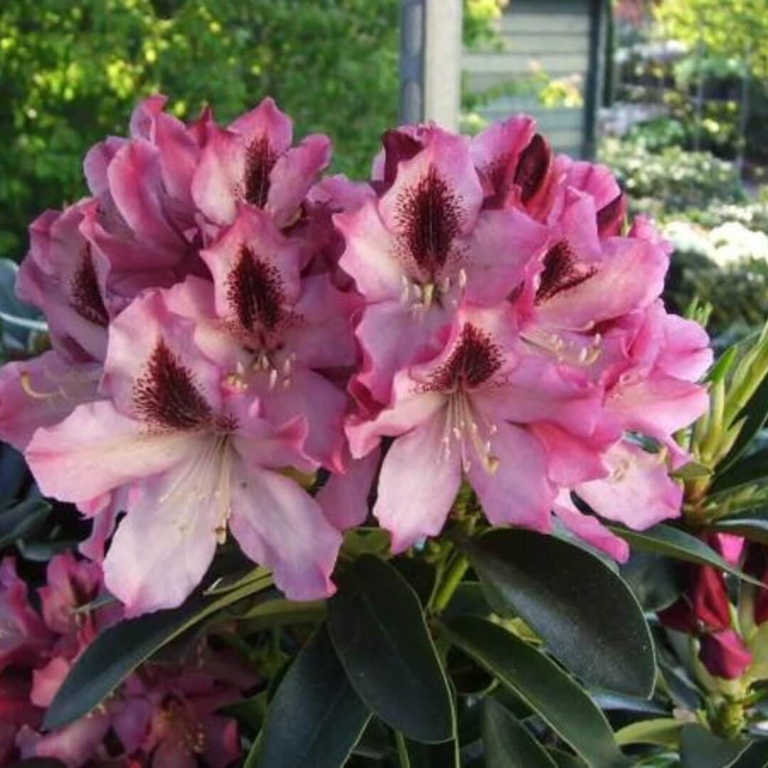 Rhododendron Helen Martin