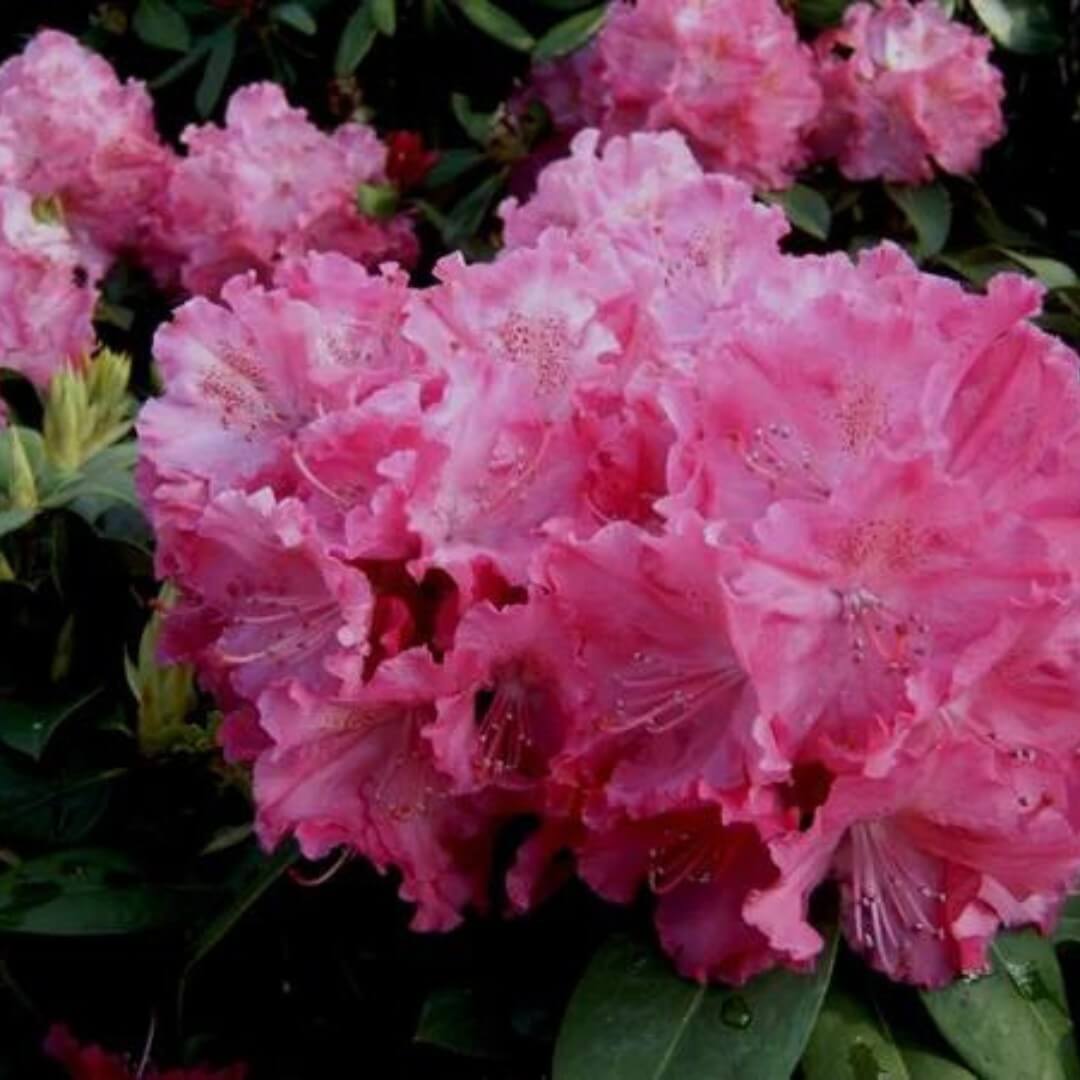 Rhododendron Germania