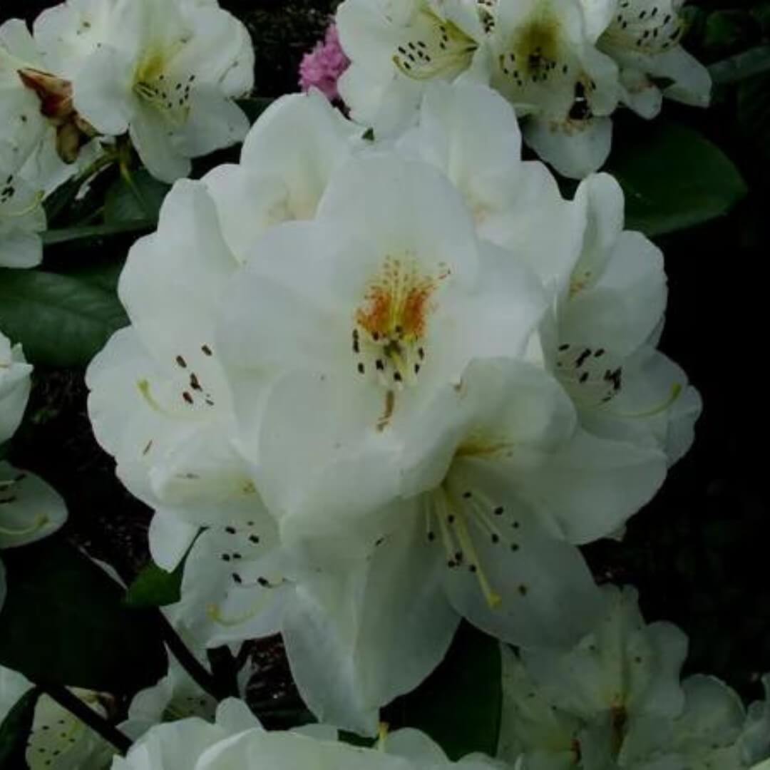 Rhododendron Phyllis Korn