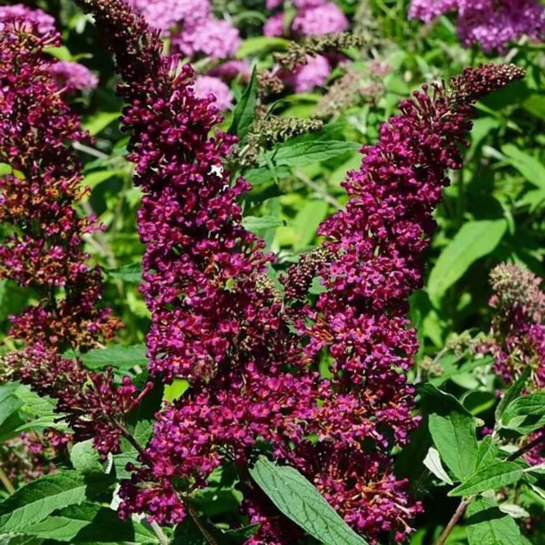 Buddleia buzz Wine