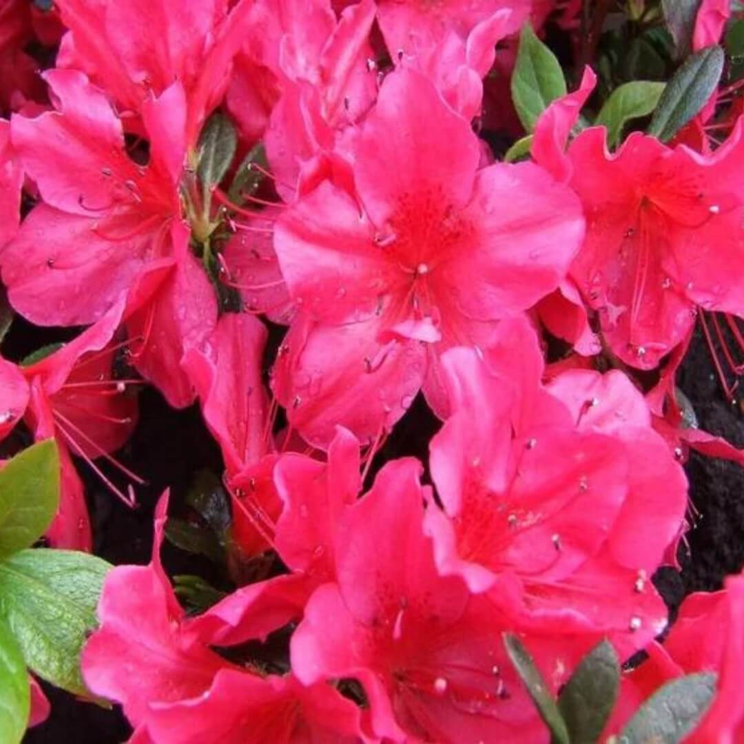 Azalea japonica Arabesk