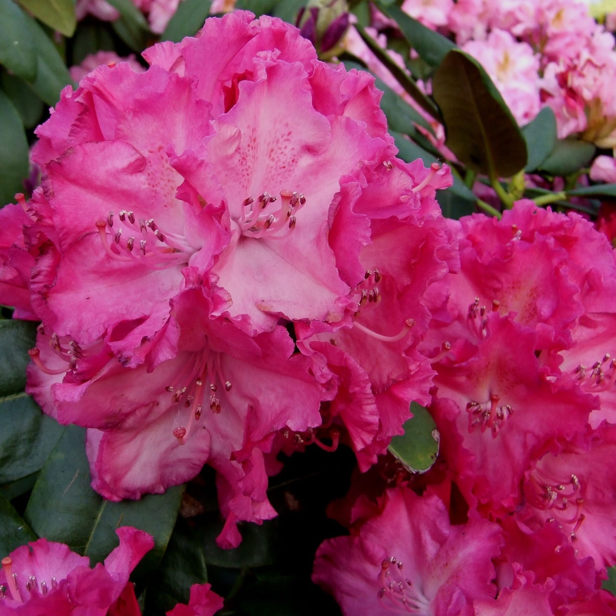 Rhododendron Germania (zaad)