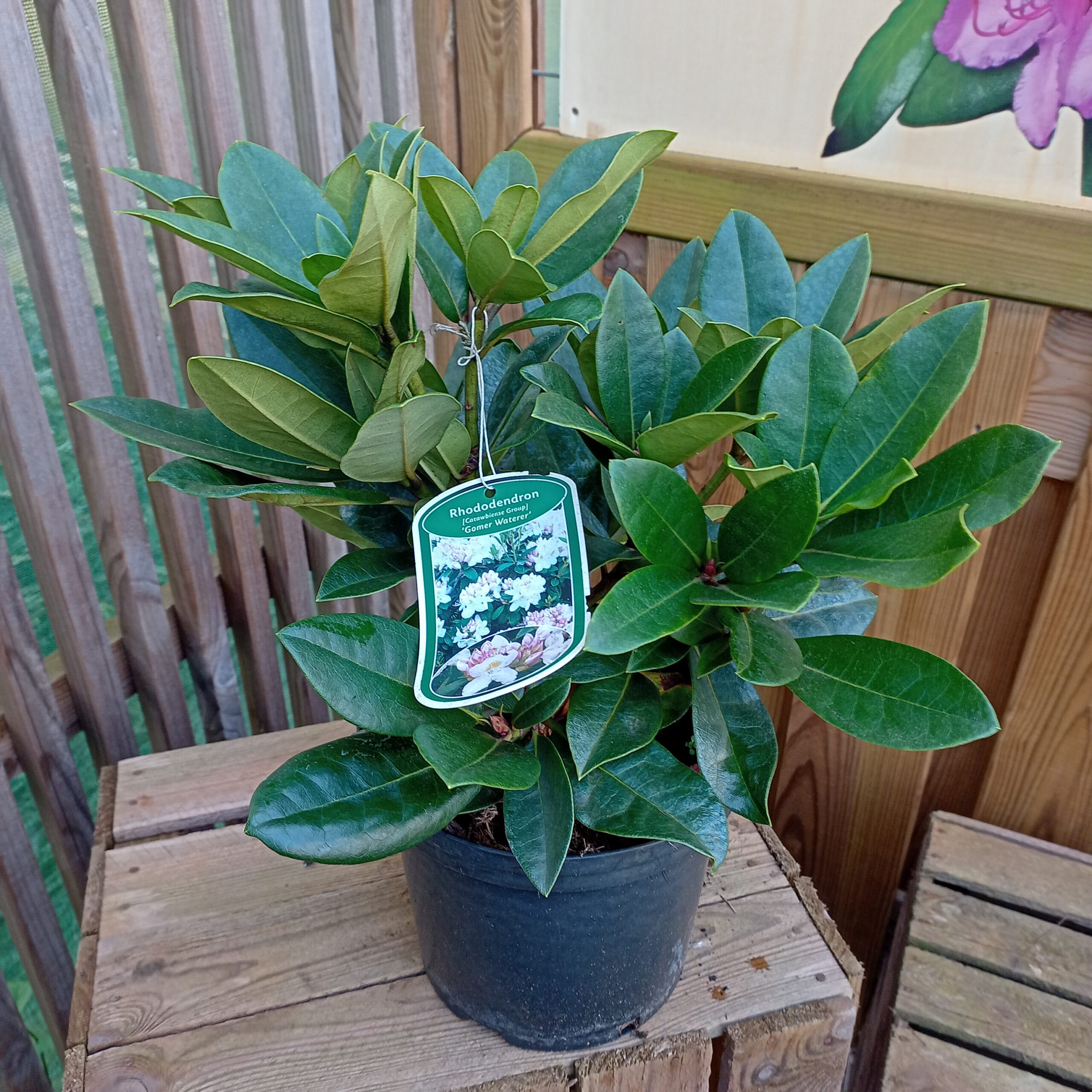 Rhododendron Gomer Waterer - Afbeelding 2