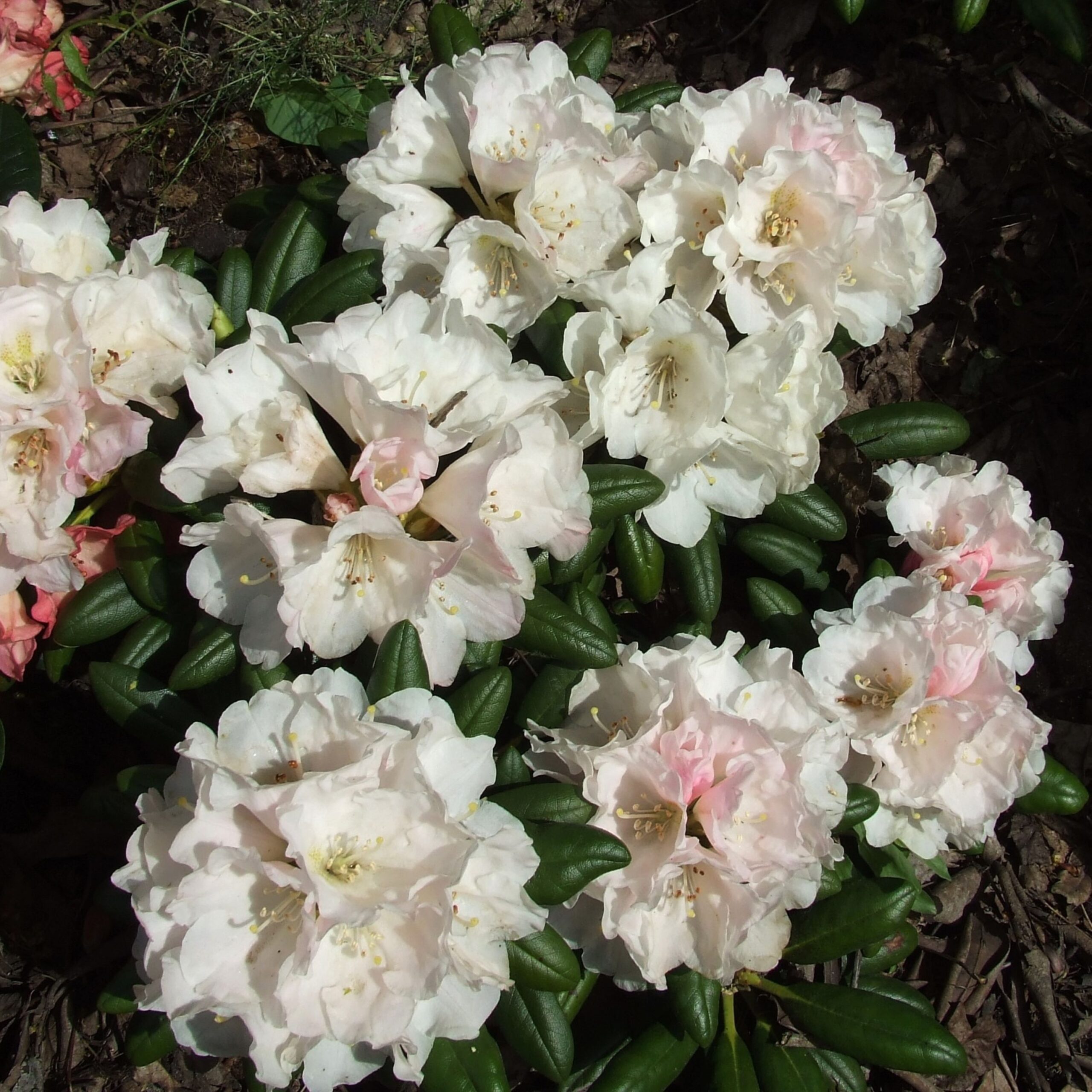 Rhododendron Special Dane
