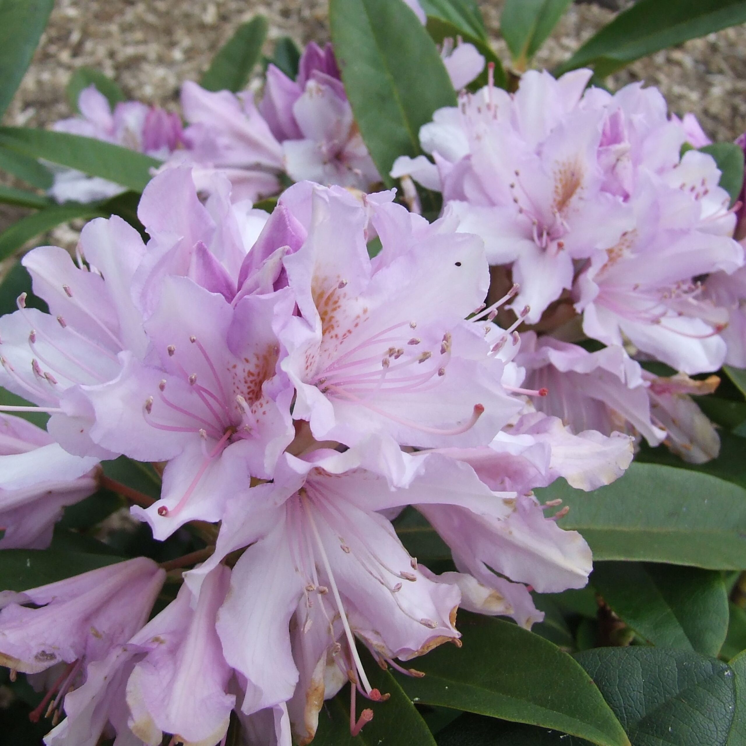 Rhododendron Septembercharm
