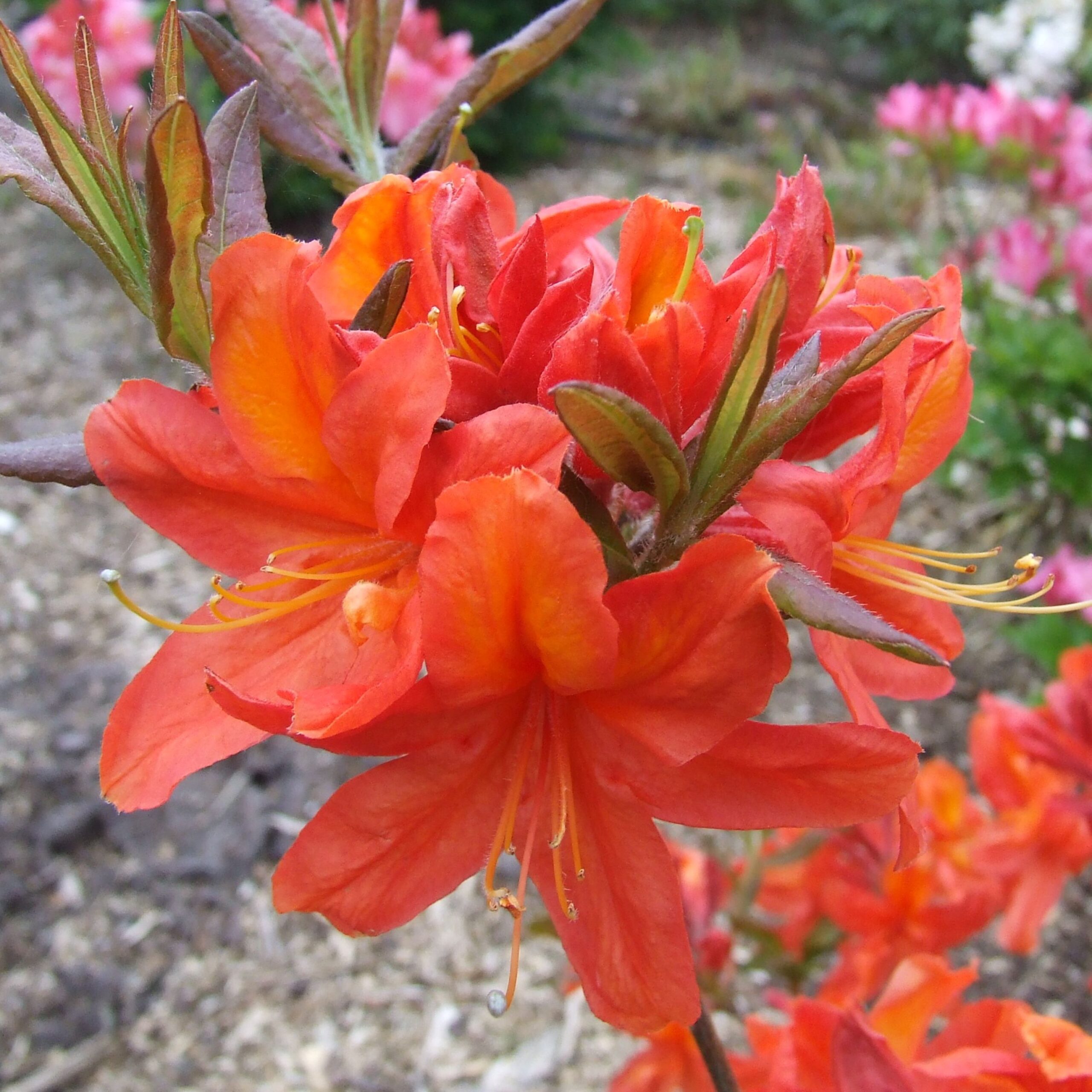 Azalea Sunny Boy