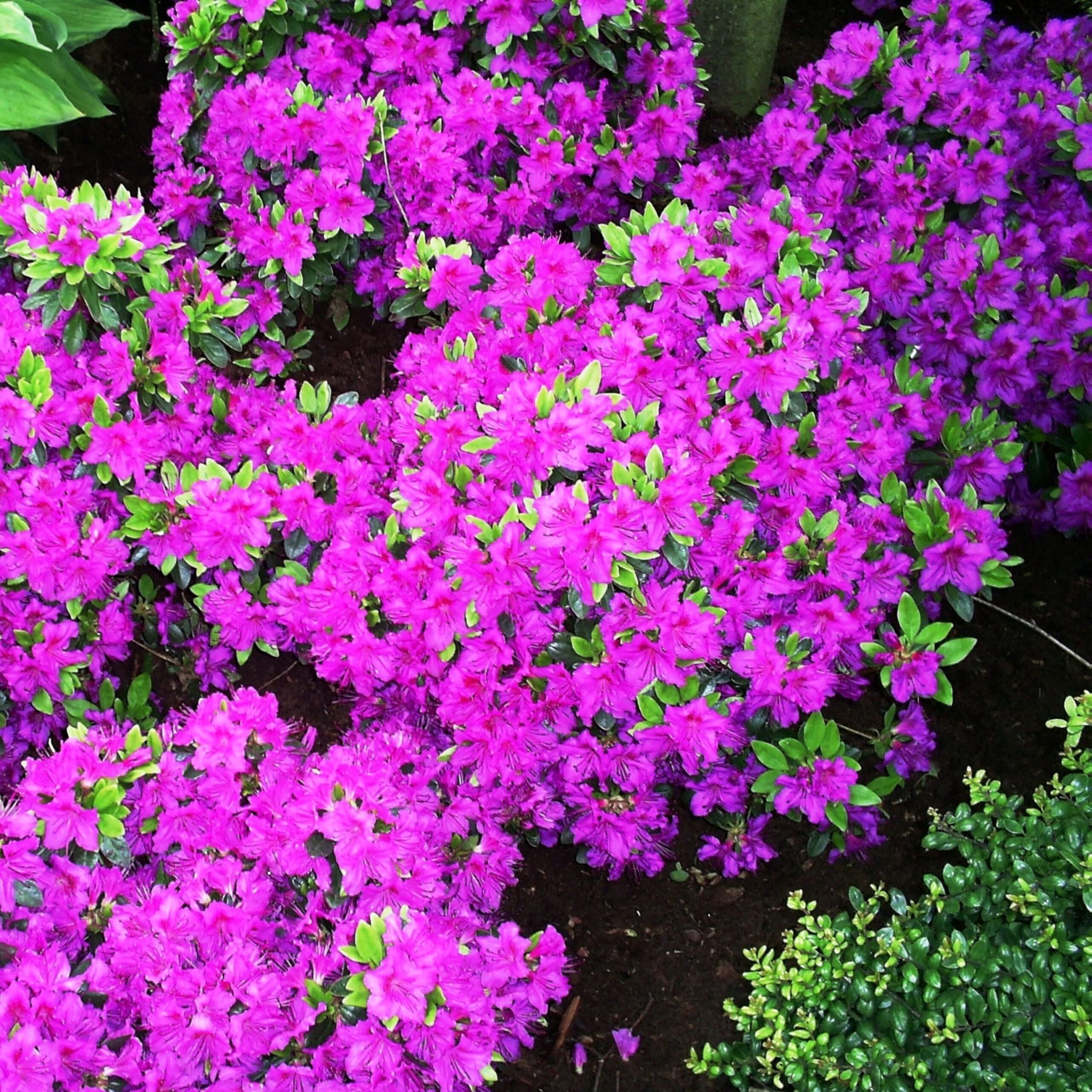 Azalea japonica Konigstein