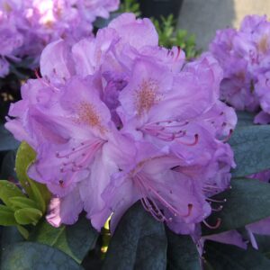 Rhododendron Grandiflora (zaad)