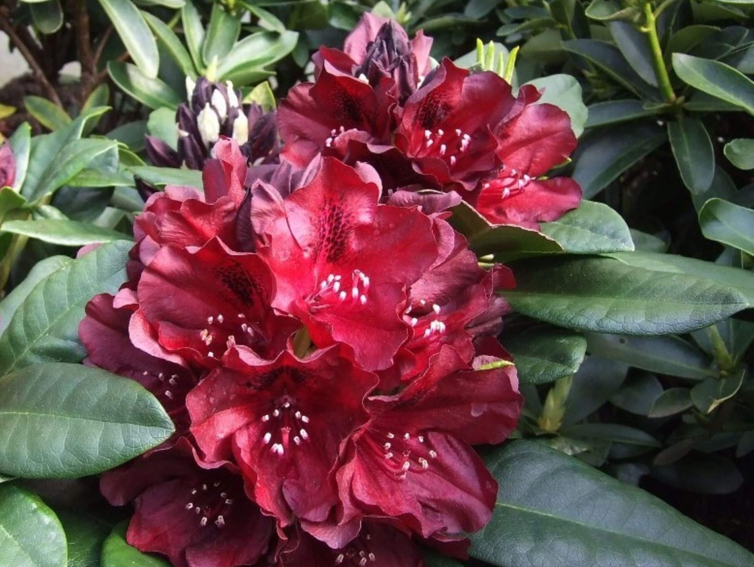 Nieuwe Soorten Rhododendrons