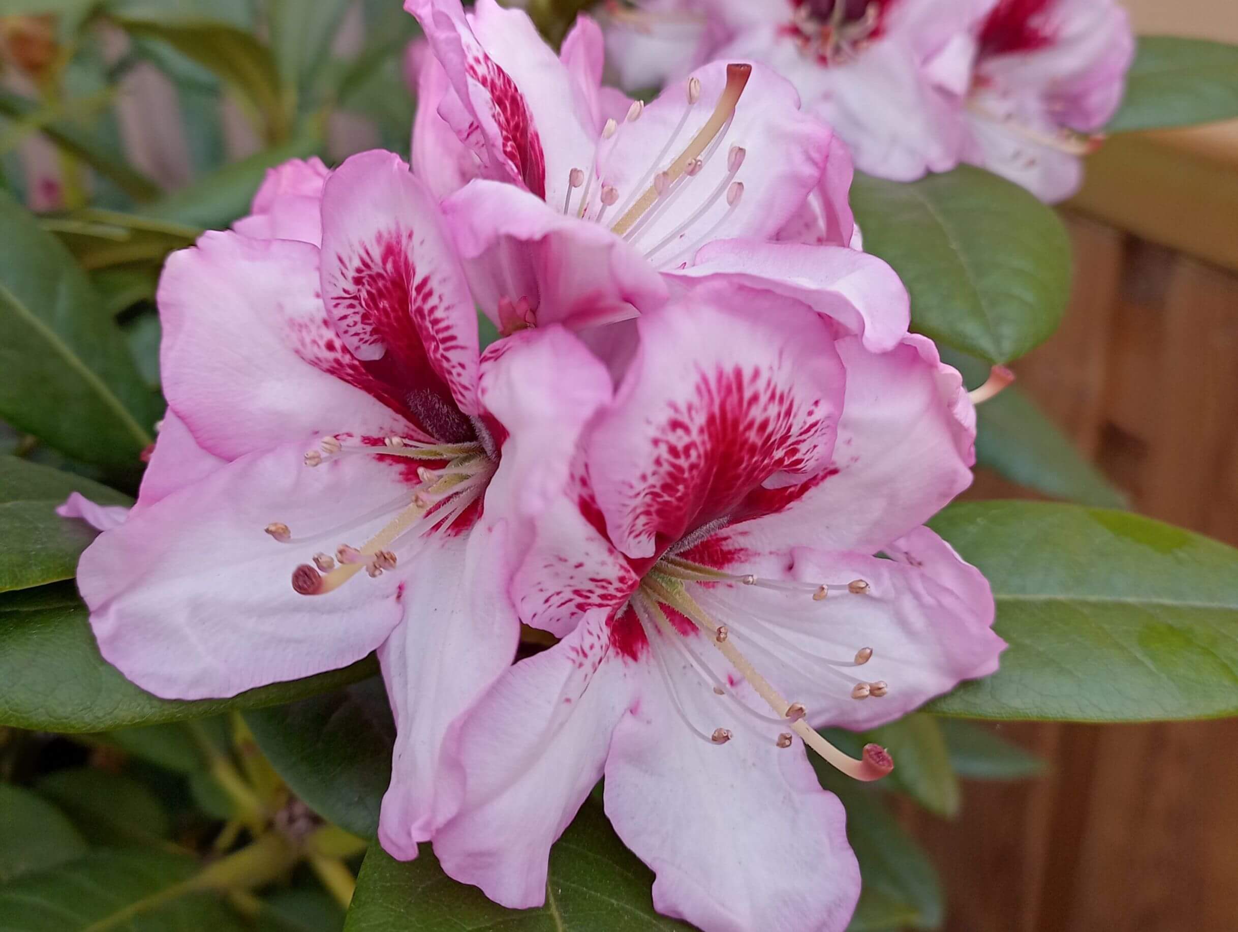 Uitgebloeide Bloemen