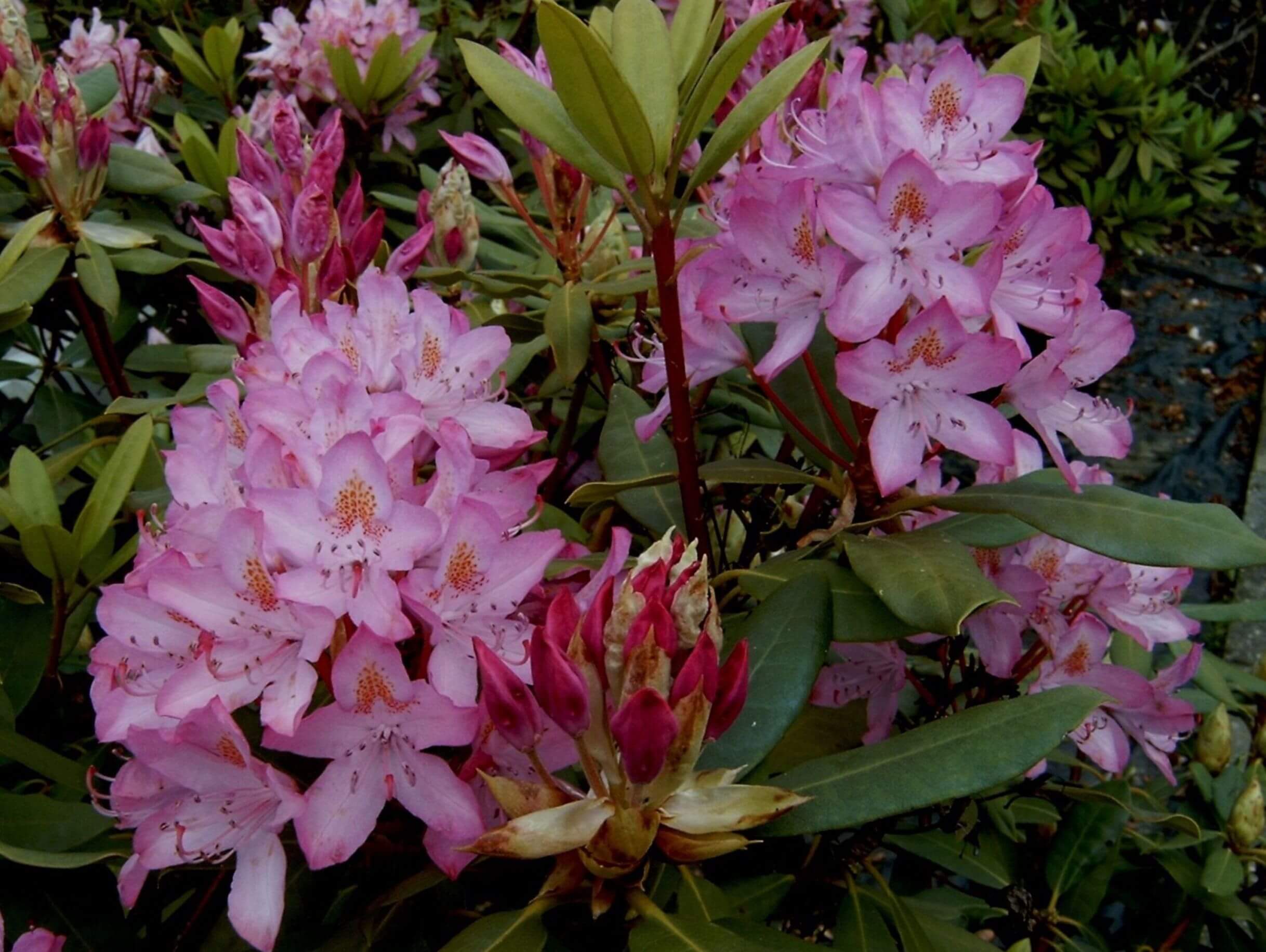 Rhododendron Standplaats