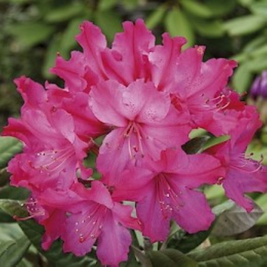 herfstbloeiende rhododendron