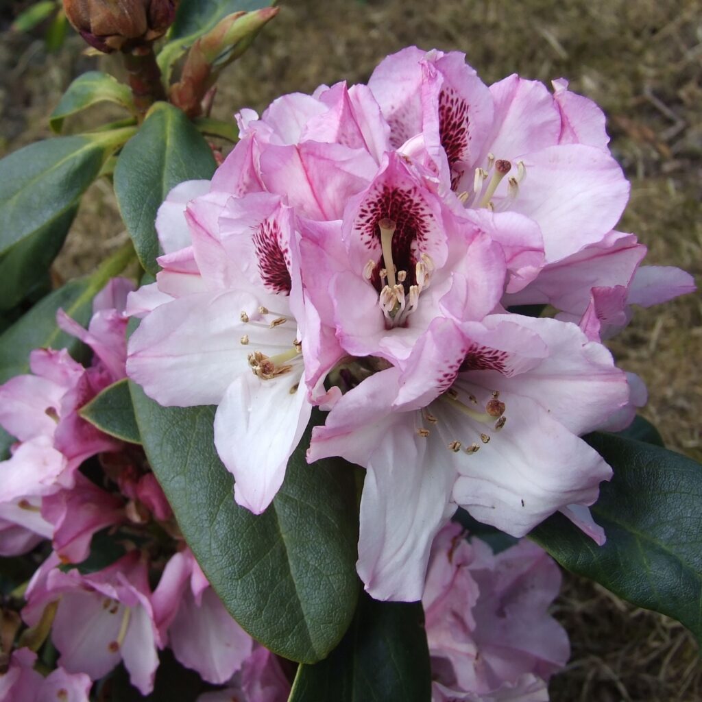 herfstbloeiende rhododendron
