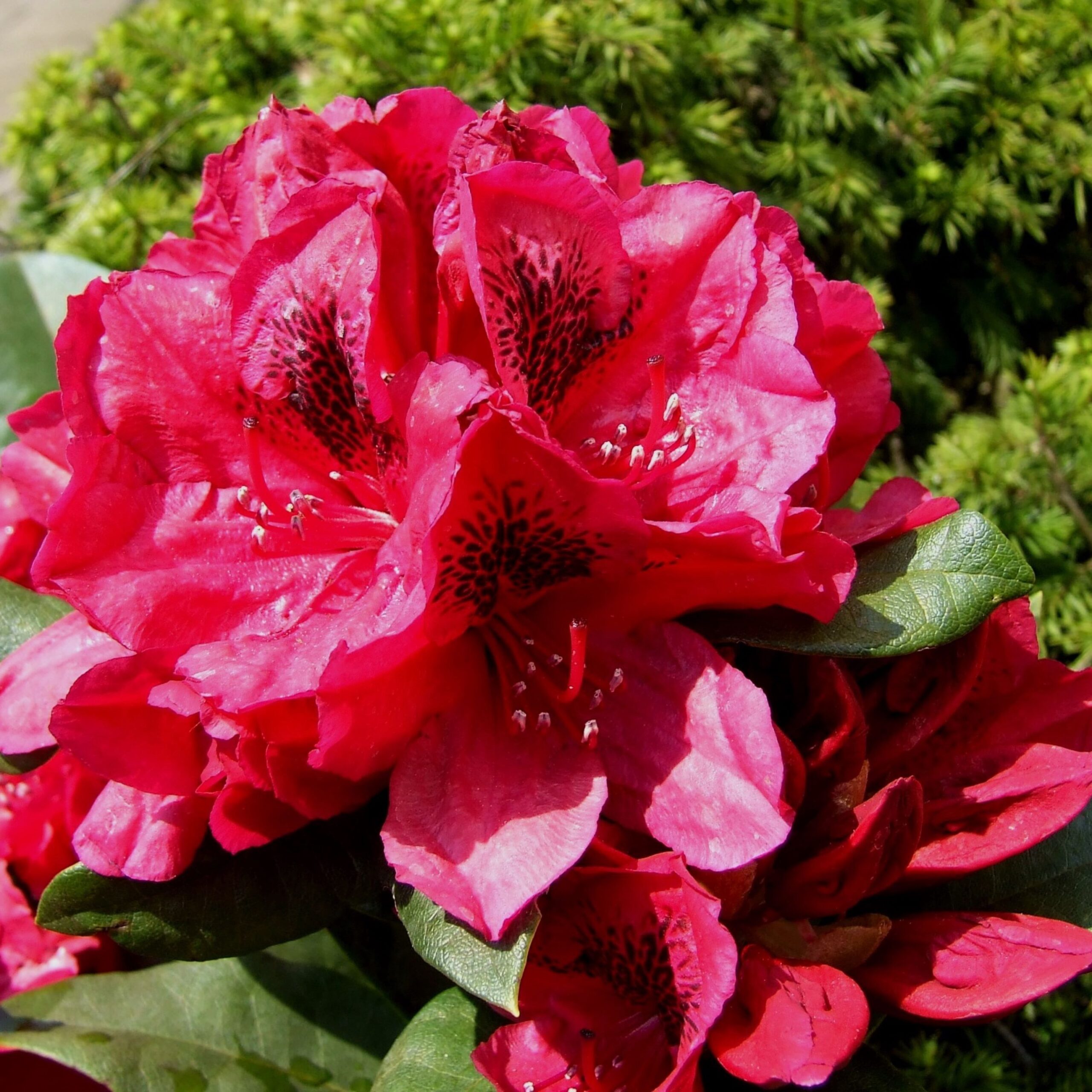 Rhododendron Lord Roberts (zaad)