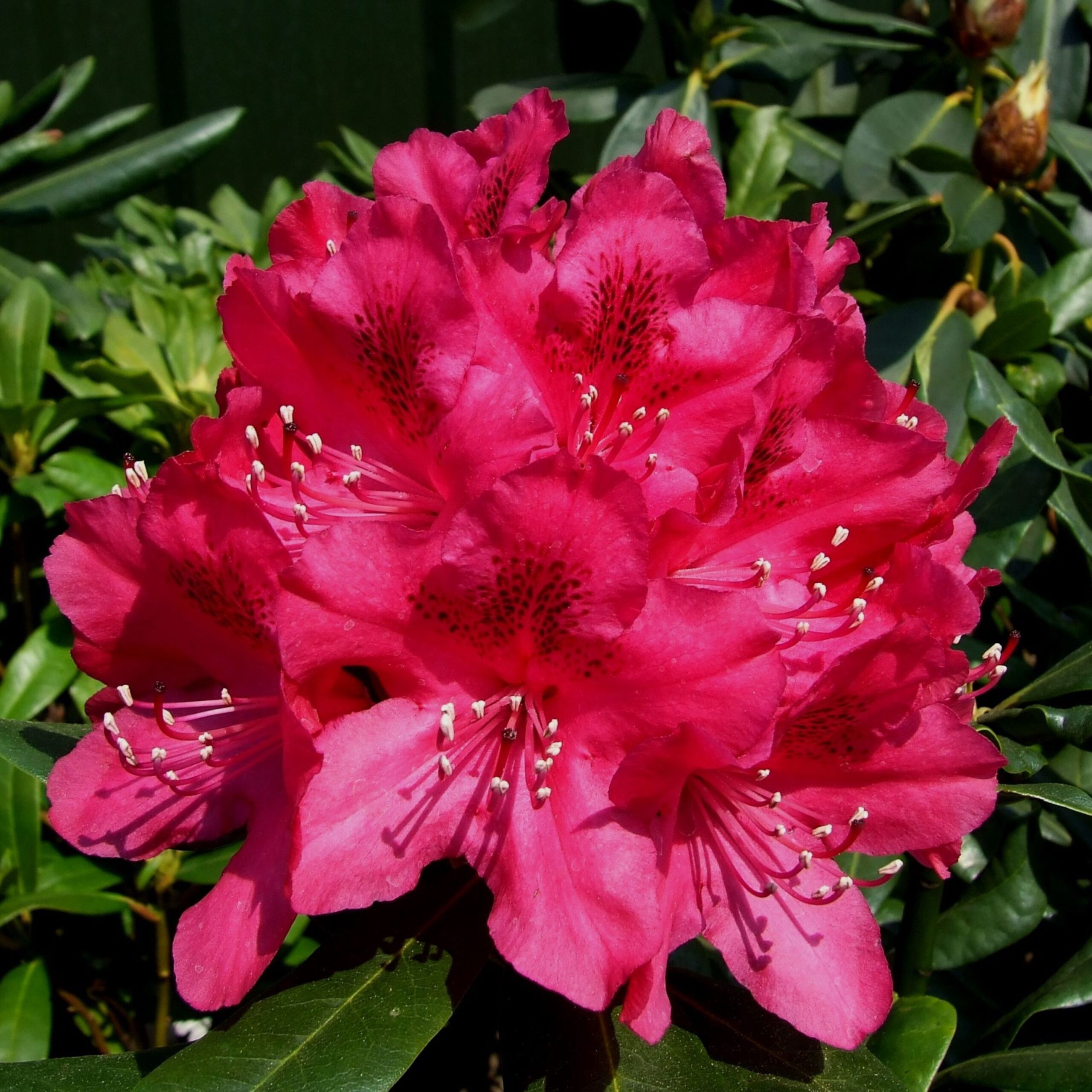 Rhododendron Nova Zembla (zaad)