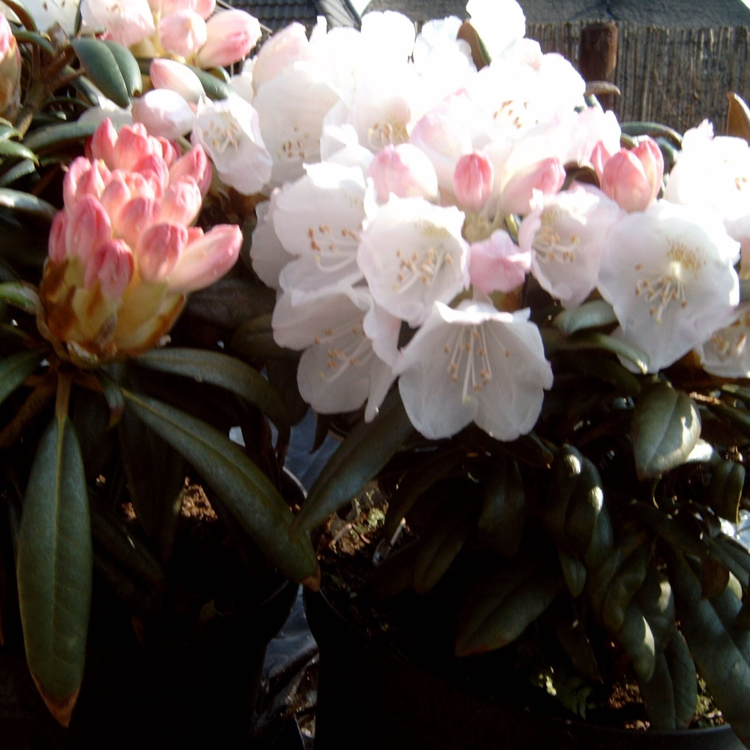 Rhododendron yakushimanum Silbervelours