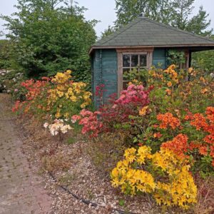 Azalea mollis mix kleuren (zaad)