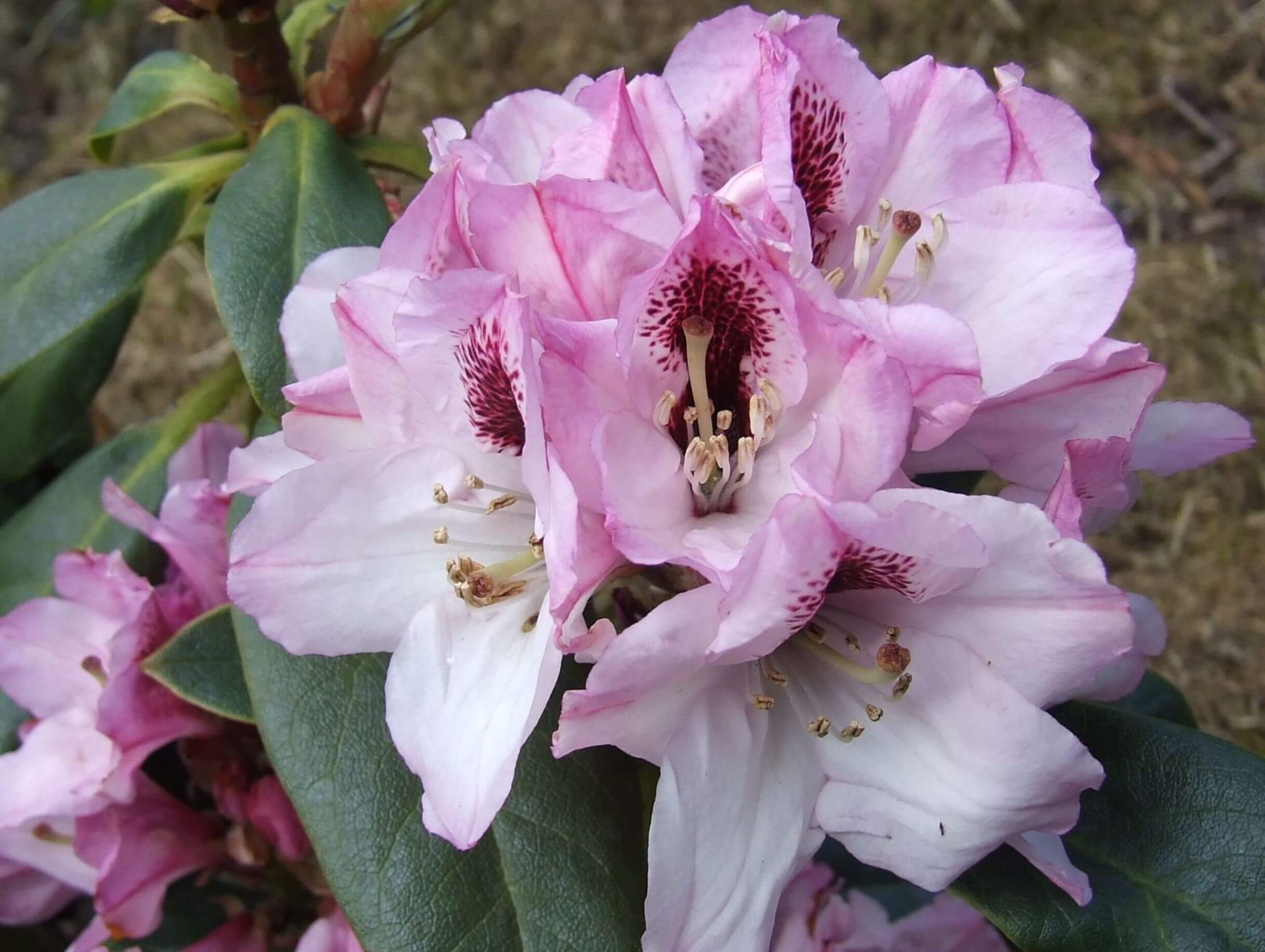 Herfstbloei met Rhododendron