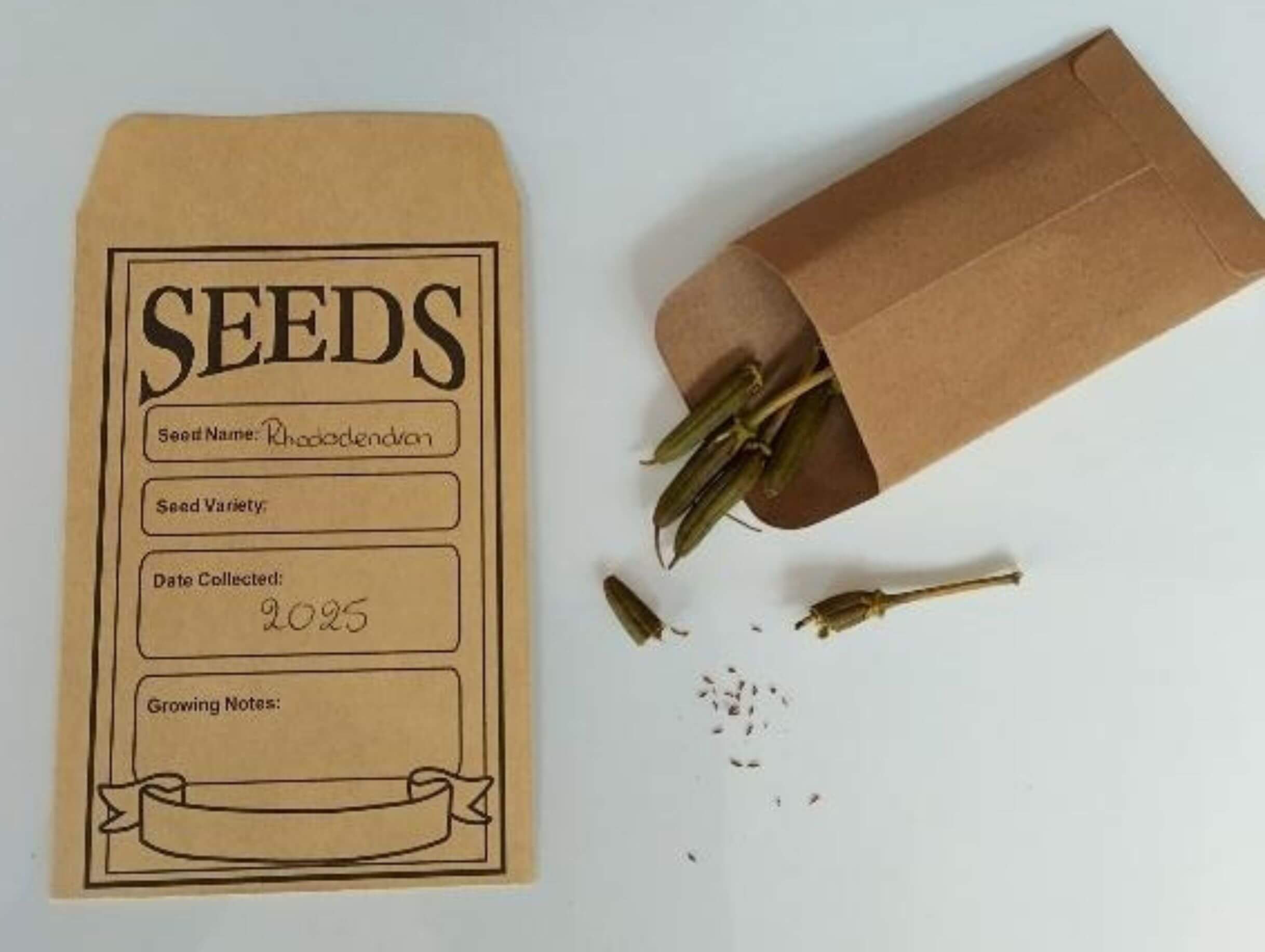 Zaaien van Rhododendron