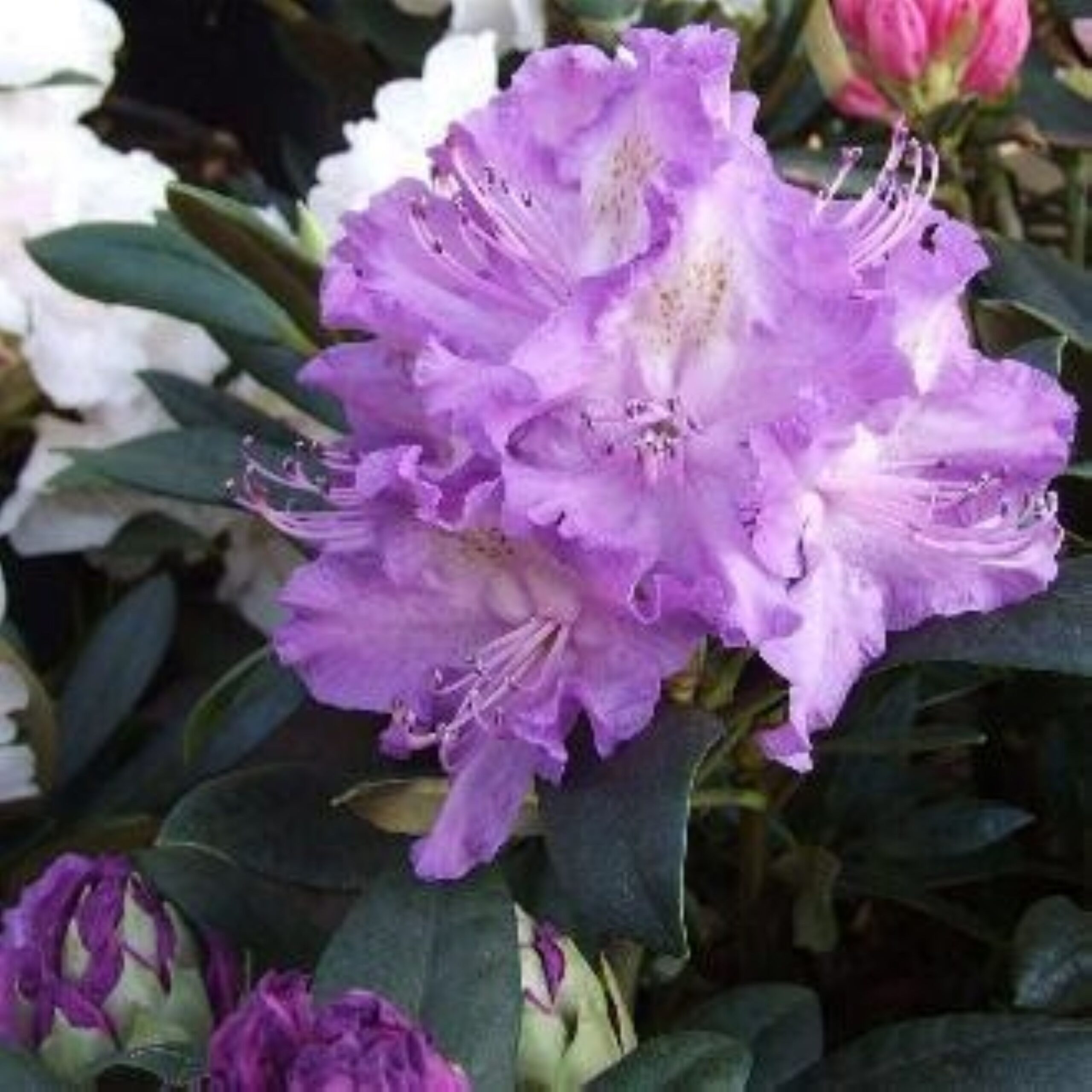 Rhododendron Alfred (zaad)