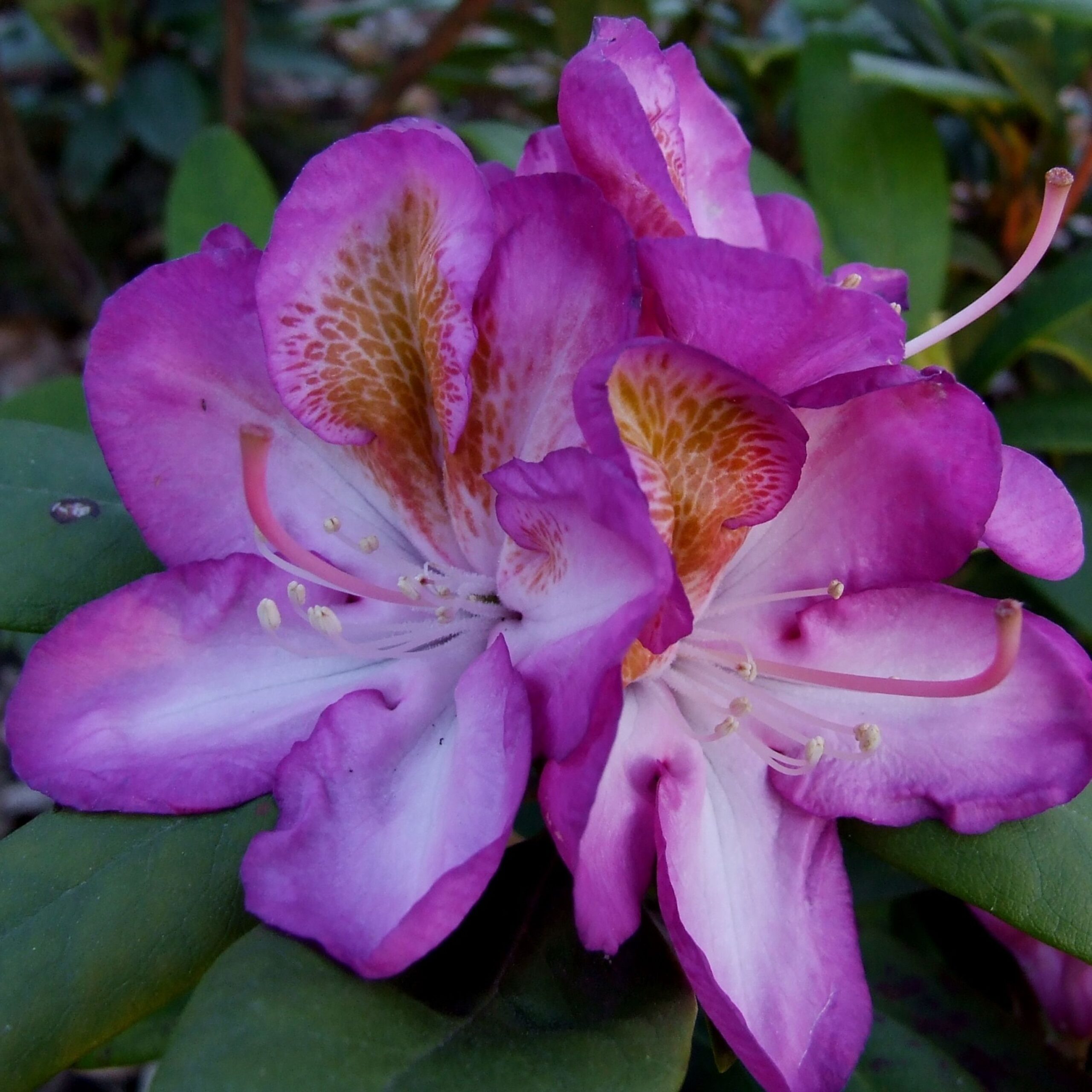 Rhododendron Bluebell (zaad)