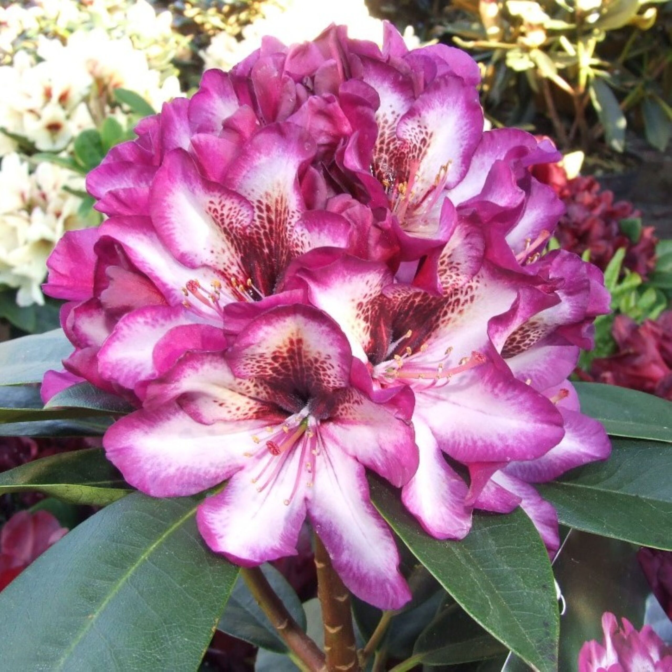 Rhododendron Hans Hachmann (zaad)