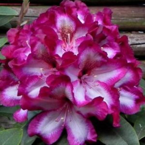 Rhododendron Midnight Mystique (zaad)