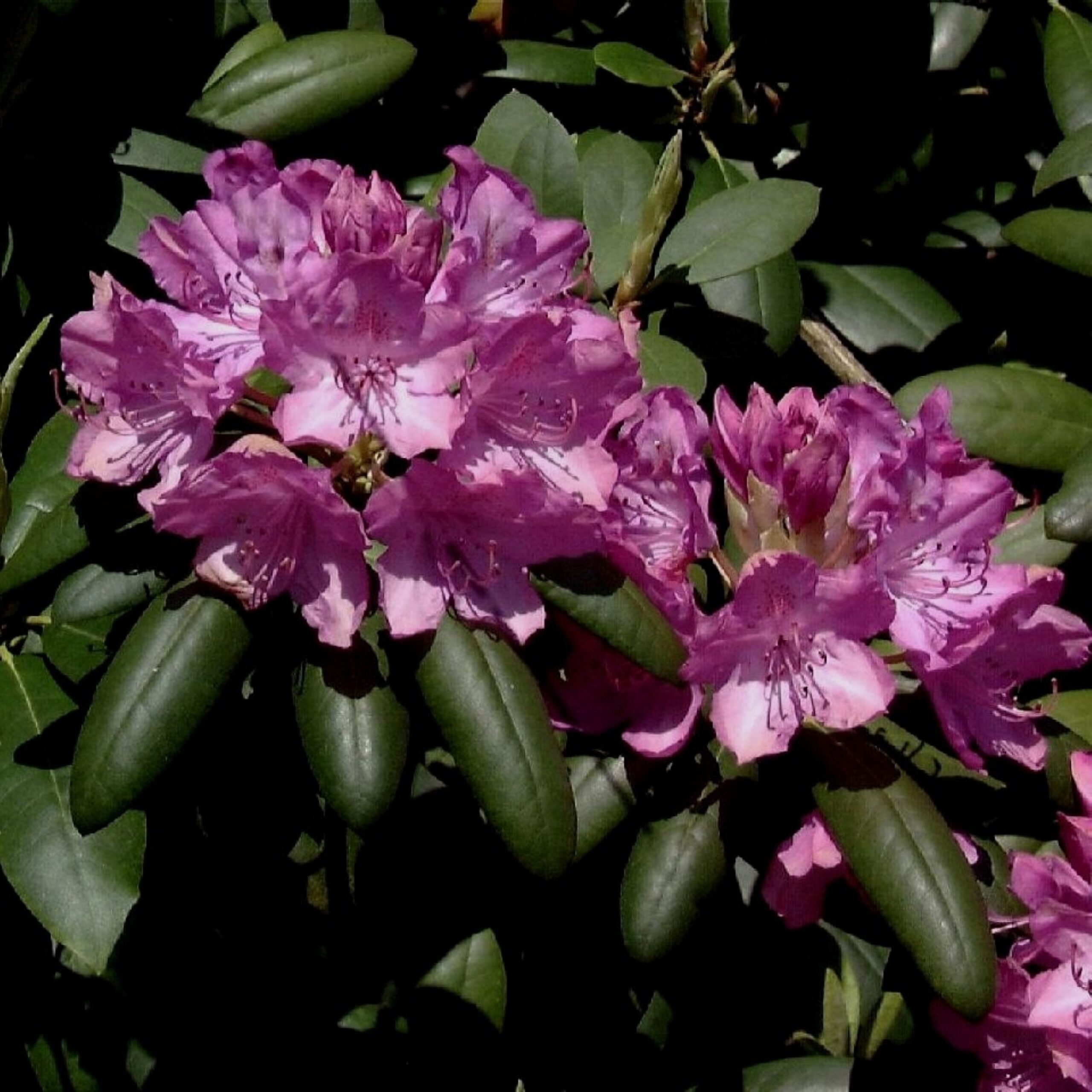 Rhododendron Englisch Roseum (zaad)