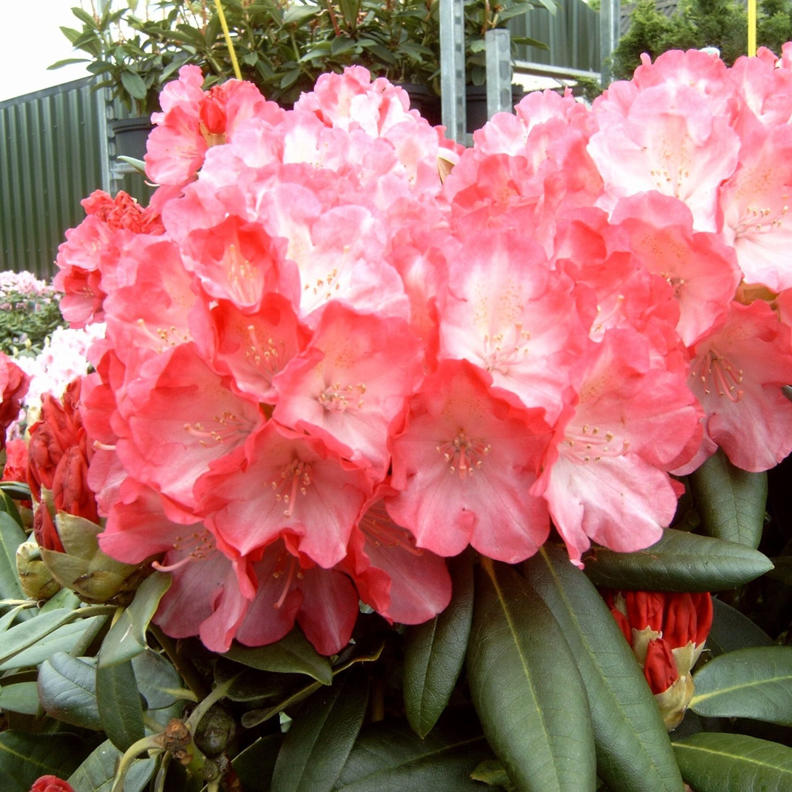 Rhododendron Fantastica (zaad)