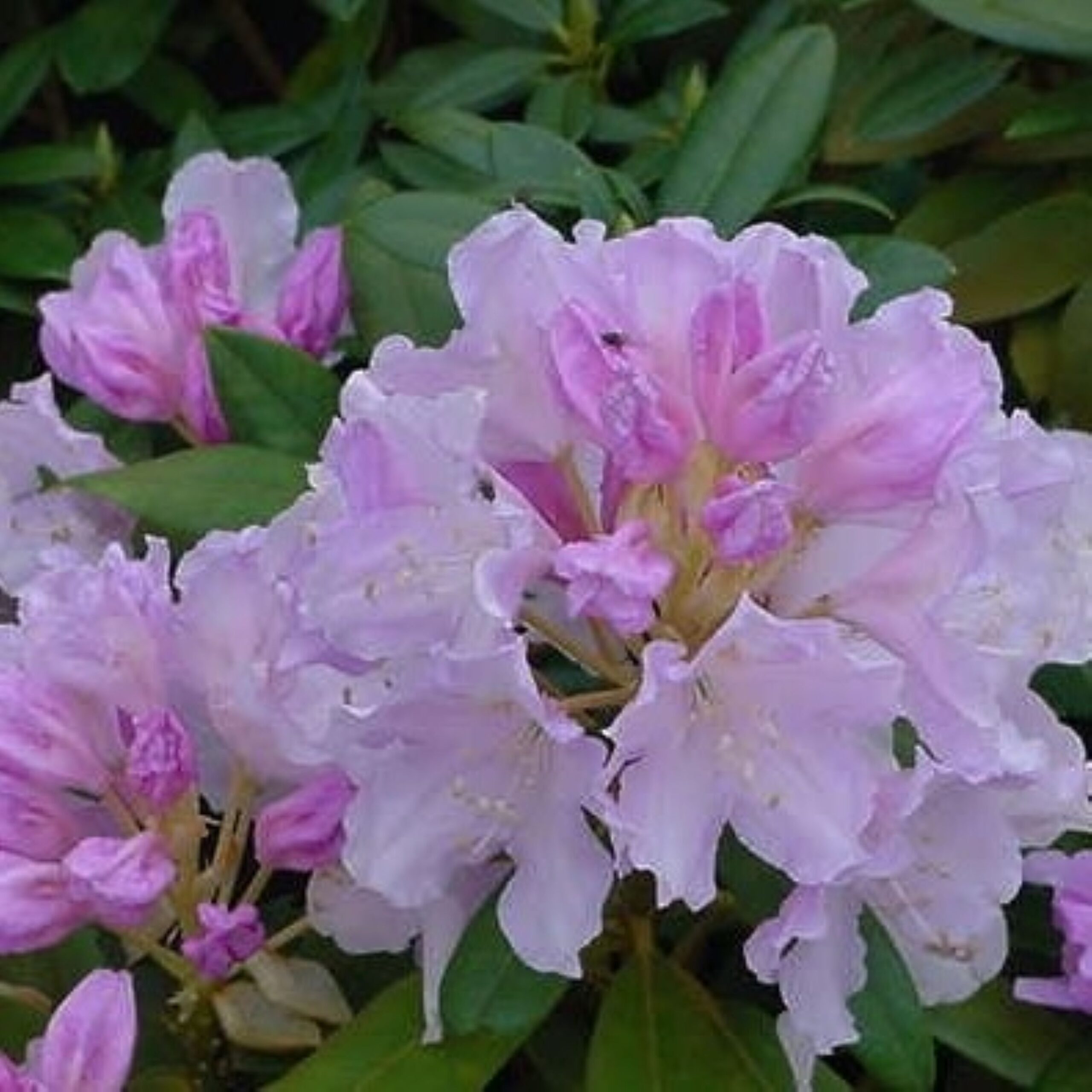 Rhododendron Hoppy (zaad)