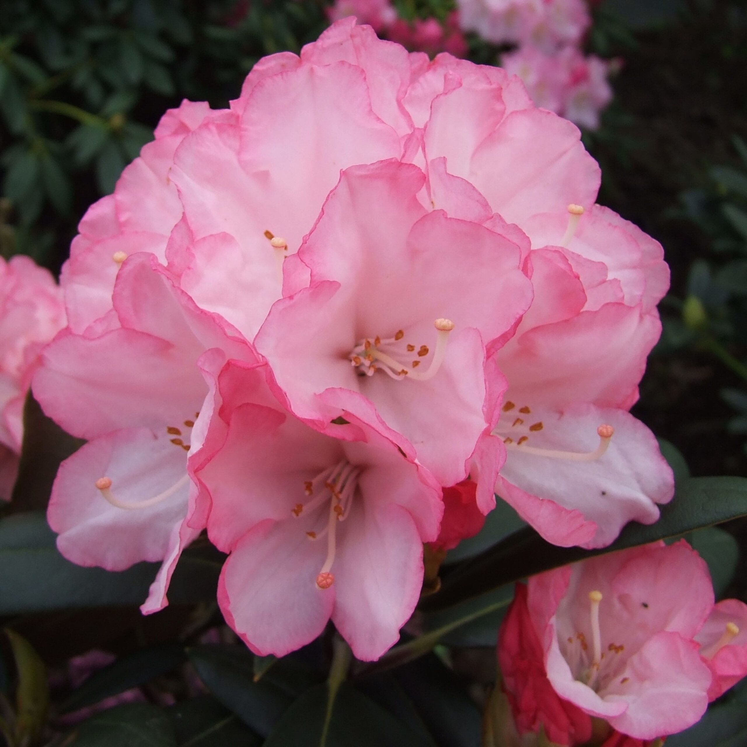 Rhododendron Love Song (zaad)