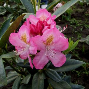 Rhododendron Midsummer(zaad)
