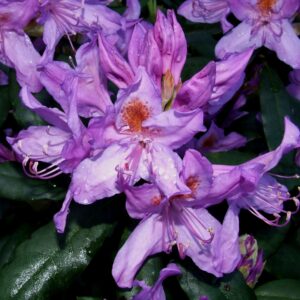Rhododendron ponticum (zaad)