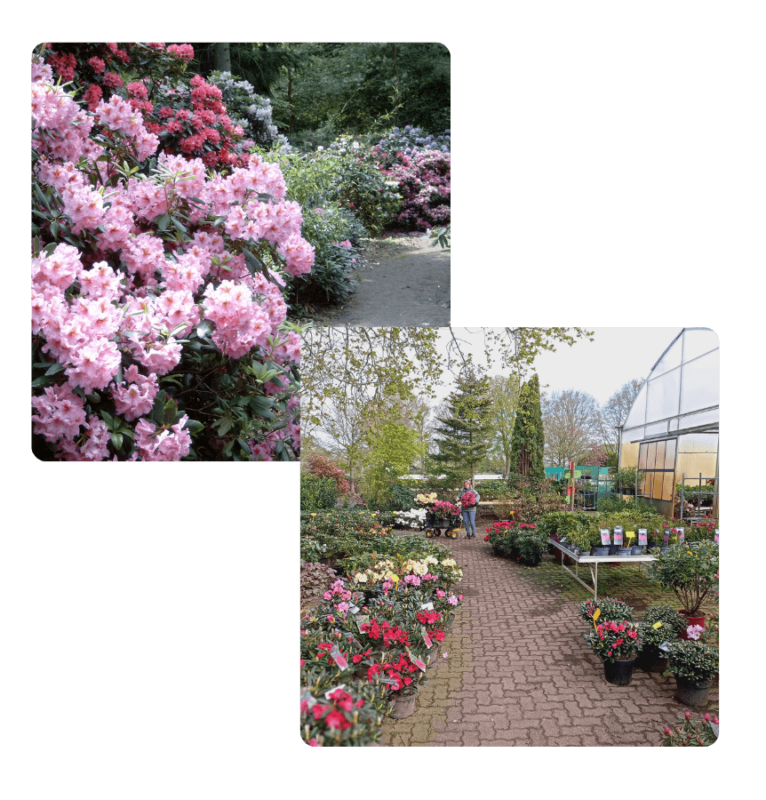 rhododendron bloeidagen